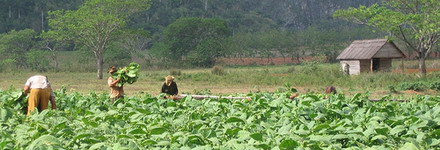 Bauern in Kuba