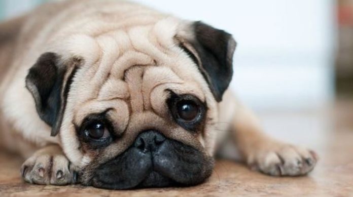 mops1