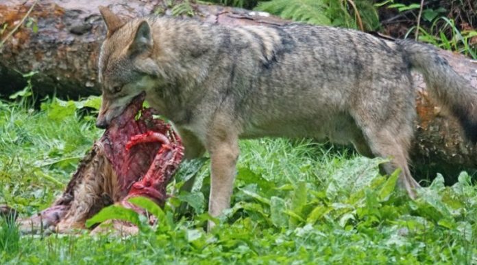 schaf_wolf