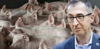 Die niedersächsische Landwirtschaftsministerin hat Cem Özdemir wegen der Schweinepest im Emsland einen Brandbrief geschrieben.