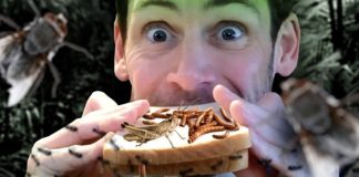 Warum versucht die politische Korrektheit so hartnäckig, uns um jeden Preis an den Gedanken zu gewöhnen, Insekten zu essen, ein "Nahrungsmittel", das uns doch zurecht anwidert?