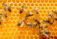 Das Aussaugen der Deutschen funktioniert wie bei den Nutzbienen: es wird erst enden, wenn das Nutzvolk nicht mehr fleißig und produktiv genug ist, um die Politiker und ihre wahllos ins Land geholte Klientel zu ernähren.