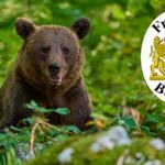 Das Bayerische Landesamt für Umwelt bestätigte am Montagabend Trittspuren eines Bären in den Landkreisen Miesbach und Rosenheim.