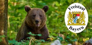 Das Bayerische Landesamt für Umwelt bestätigte am Montagabend Trittspuren eines Bären in den Landkreisen Miesbach und Rosenheim.