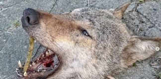 Nach dem Fund eines abgetrennten Wolfskopfes am NABU-Artenschutzzentrum in Leiferde (Landkreis Gifhorn) ermittelt die Polizei.
