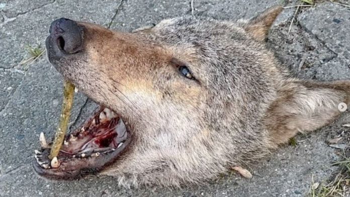 Nach dem Fund eines abgetrennten Wolfskopfes am NABU-Artenschutzzentrum in Leiferde (Landkreis Gifhorn) ermittelt die Polizei.