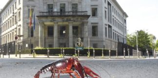 Der rote amerikanische Sumpfkrebs, lateinisch Procambarus clarkii, hat sich schon vor Jahren häuslich in Berlin (wie hier vor der spanischen Botschaft im Großen Tiergarten) eingerichtet.