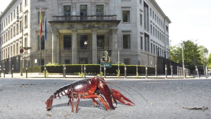 Der rote amerikanische Sumpfkrebs, lateinisch Procambarus clarkii, hat sich schon vor Jahren häuslich in Berlin (wie hier vor der spanischen Botschaft im Großen Tiergarten) eingerichtet.